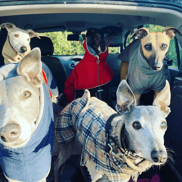 The Penwyth House Whippets